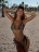 Bona Fide Купальник Bikini (Multicolor)